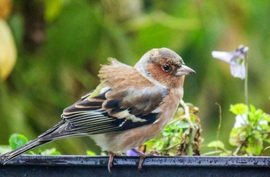 "Hátszeles "Pintyőke. 