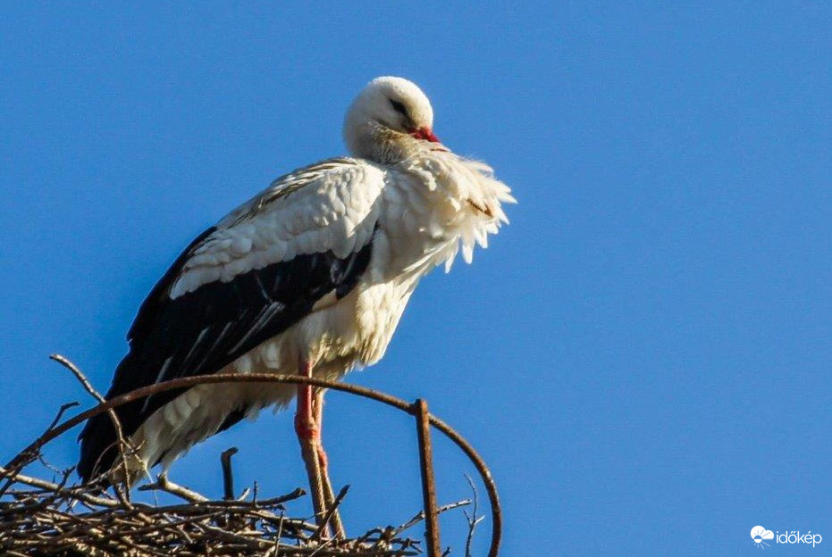 Megérkezett az első Gólya Körmendre 