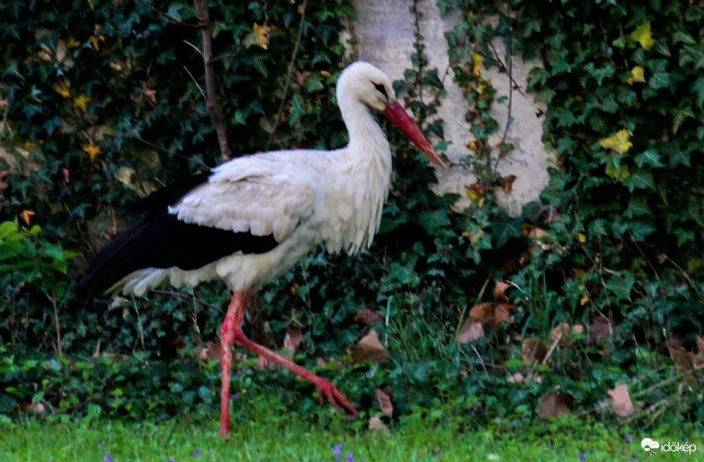 Fehér gólya 