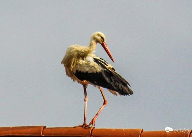 Balerina 