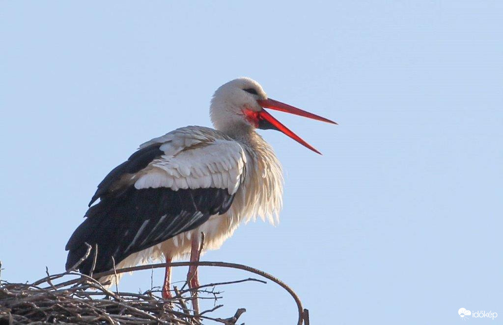 Várom a párom, mert egyedül fázom!