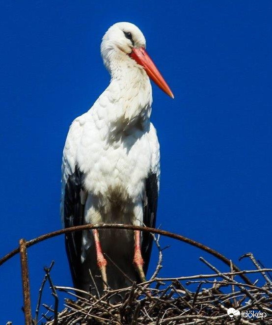 Fehér Gólya 
