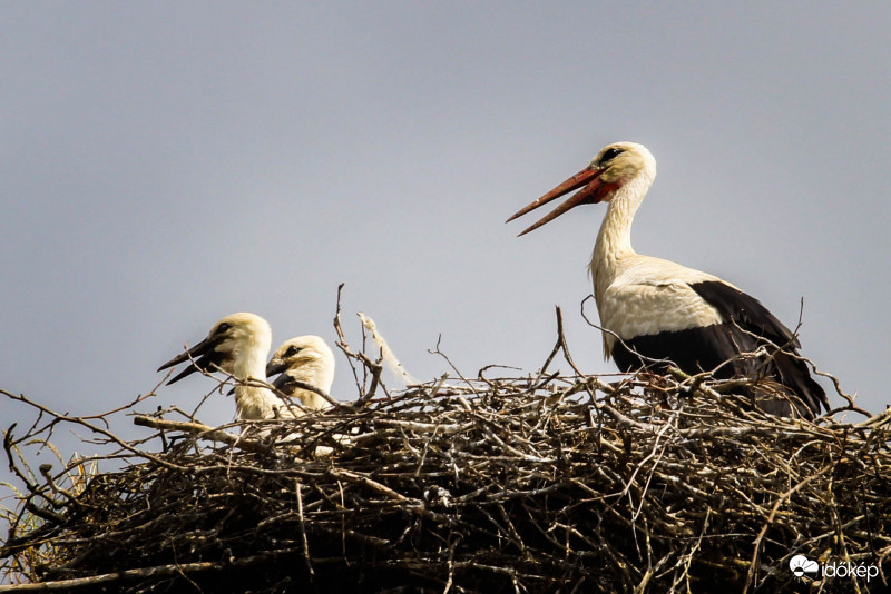 Szülői felügyelet