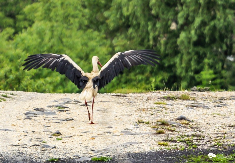 Szárítom a szárnyaimat