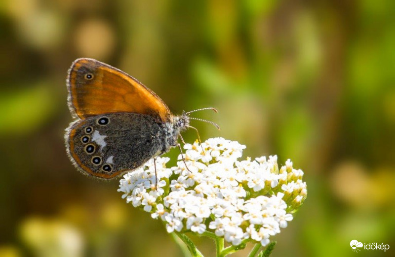 Fehéröves szénalepke 
