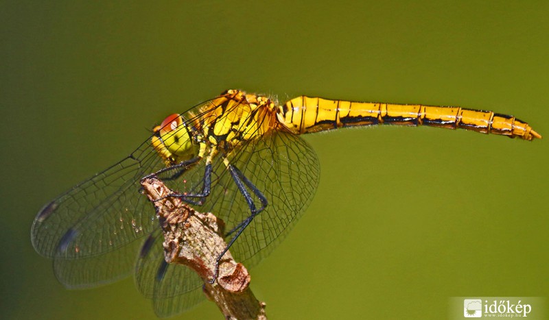 Feketelábú szitakötő