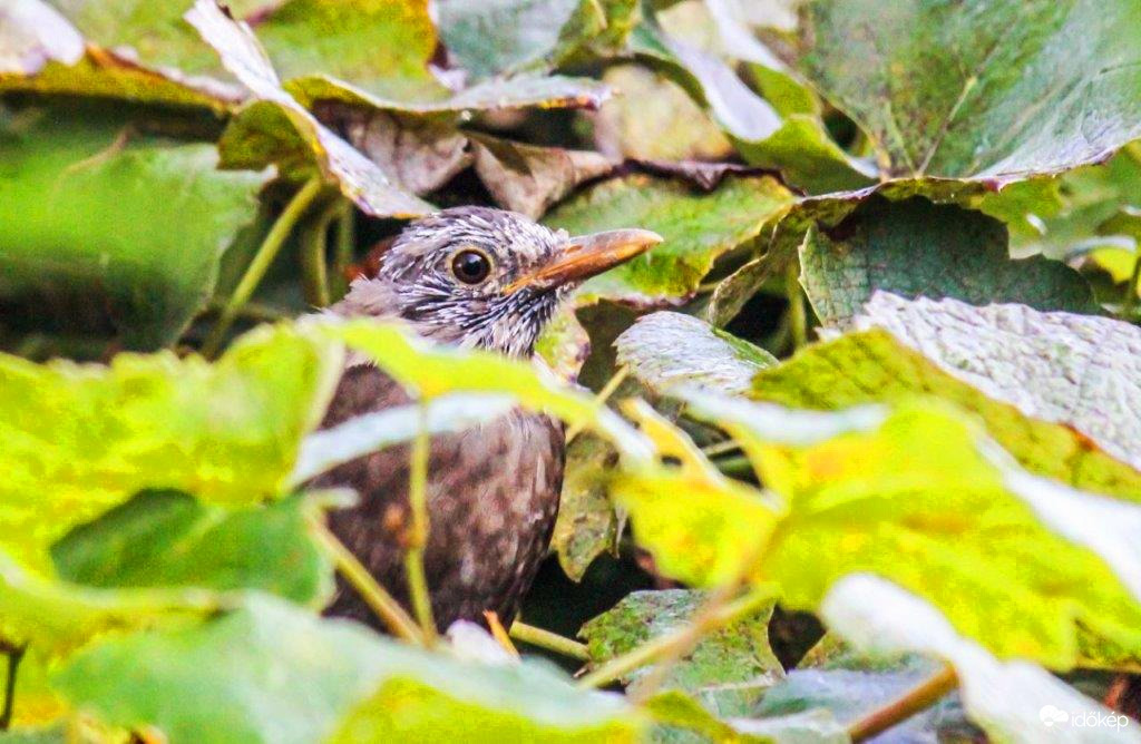 Bujkáló szőlőtolvaj 