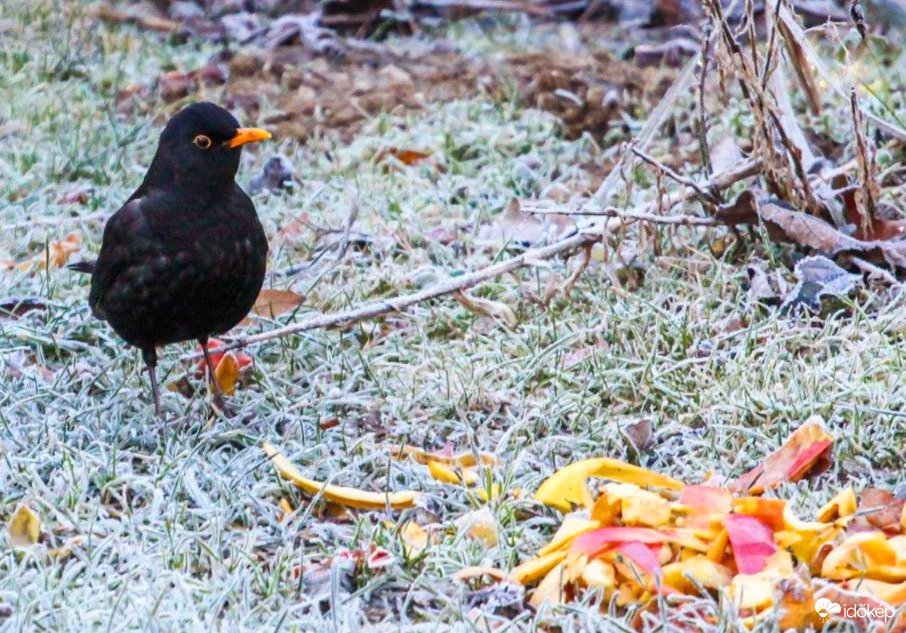 Fekete rigó Ma mirelit almát eszem. 