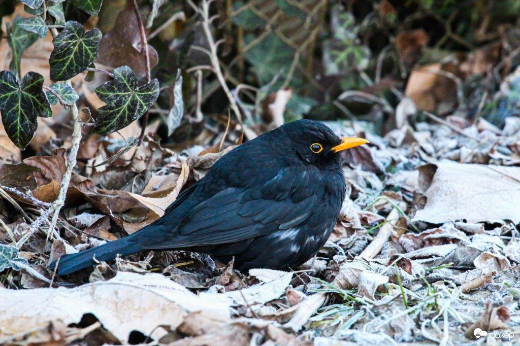 Fekete rigó  Hidegek a reggelek 