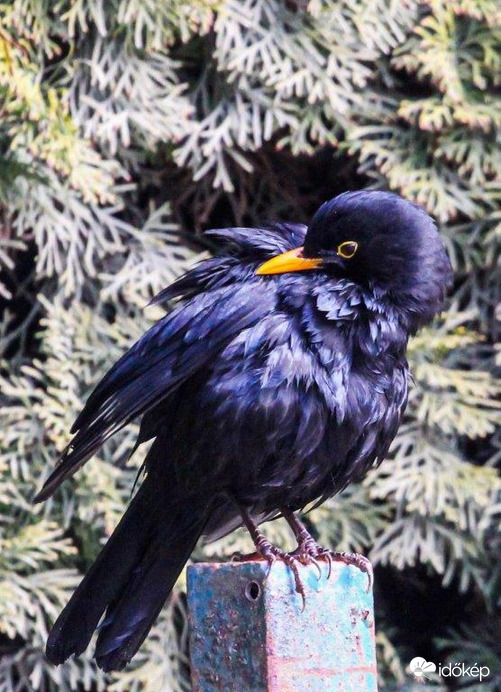 Fekete rigó tollászkodik 