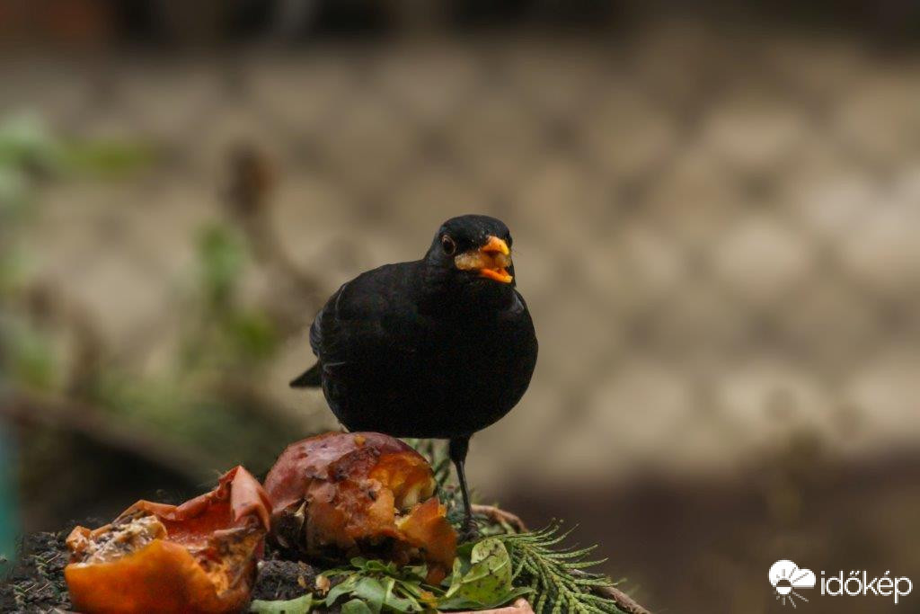 Almát eszik a rigó 