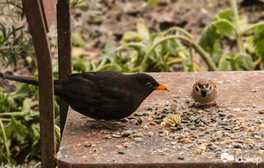 Egyél te is kiskomám!