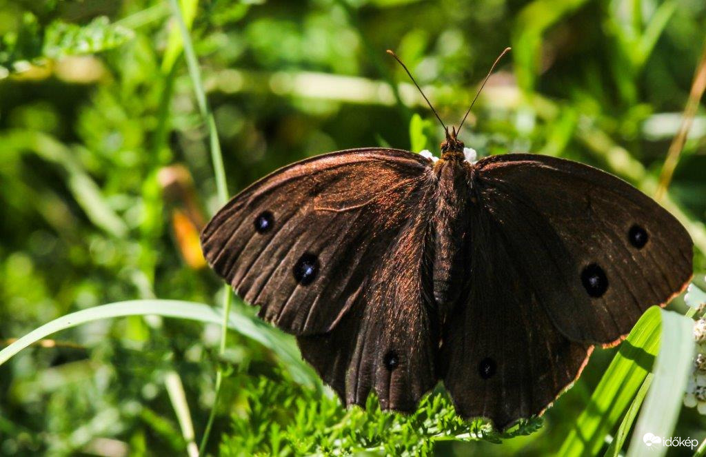Fekete szemeslepke 