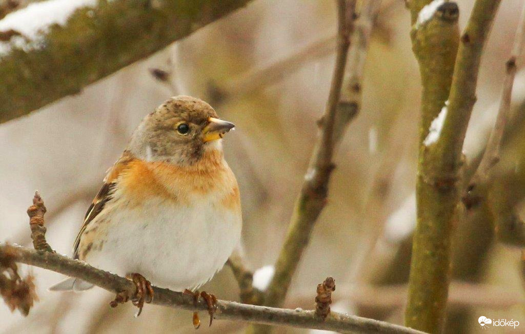 Fenyőpinty Mai fotó 