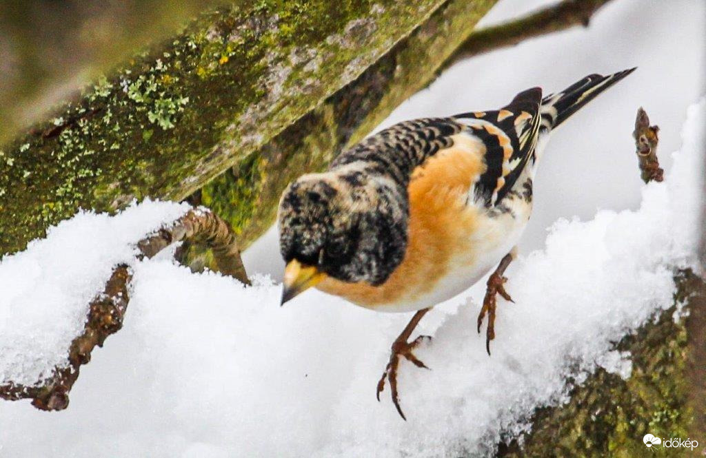 A Fenyőpinty is megjött 