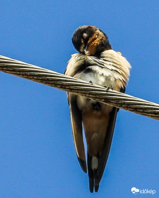 Fiatal Füsti fecske szépítkezik 