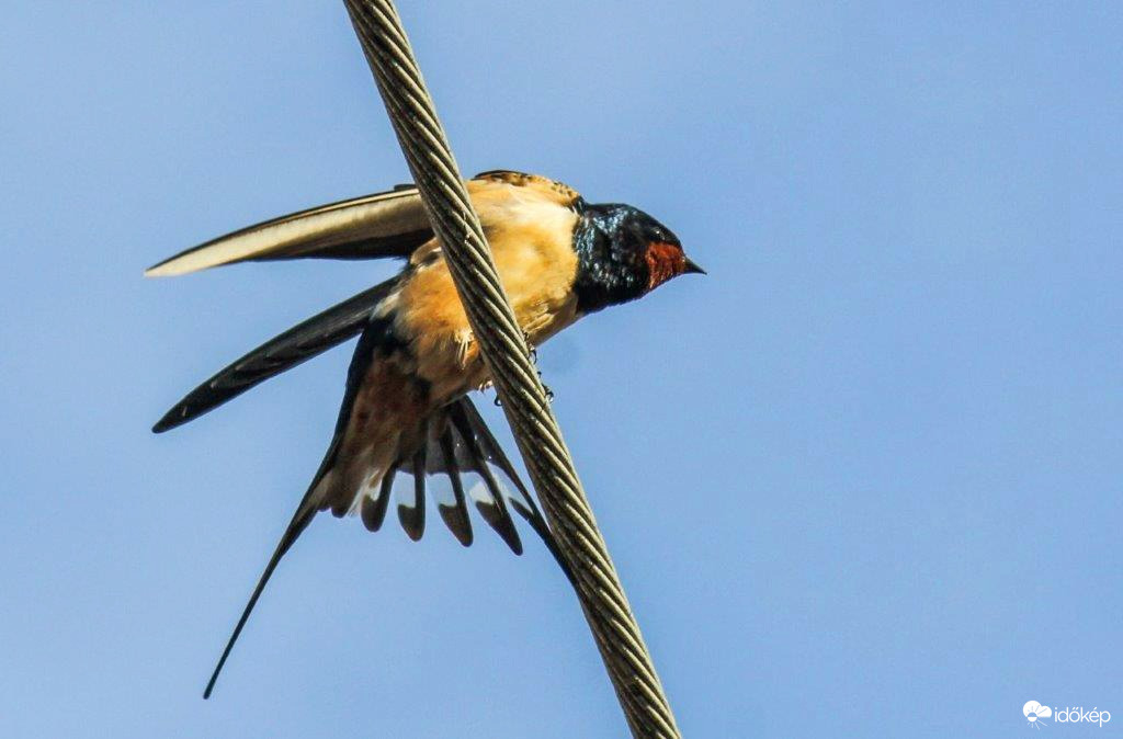 Villásfarkú fecskemadár...