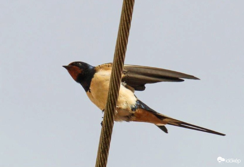 Megérkezett az első Füsti fecske Körmendre 
