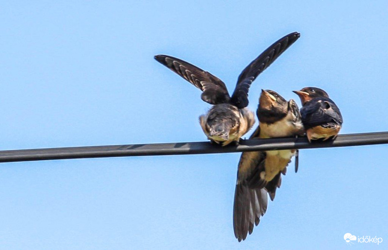 Ne hagyjatok itt tesókáim 
