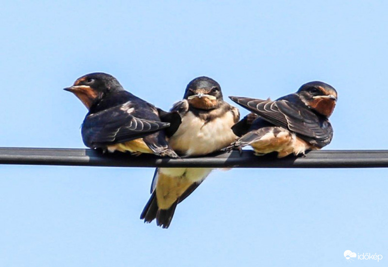 Füsti fecskék 