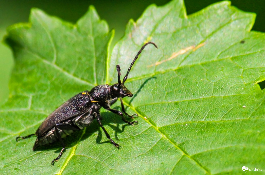 Nem tudom milyen rovar, aki ismeri irja meg. Köszi!