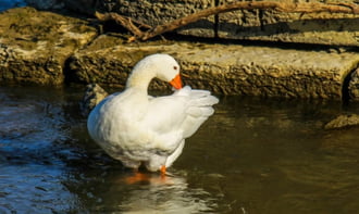 Márton napi  Házi lúd .