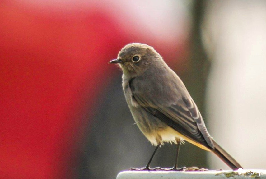 Házi rozsdafarkú  Szép napot!