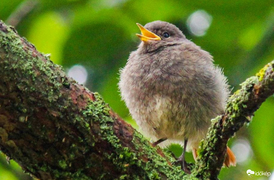 Anya! Hol vagy? Házi rozsdafarkú fióka. 