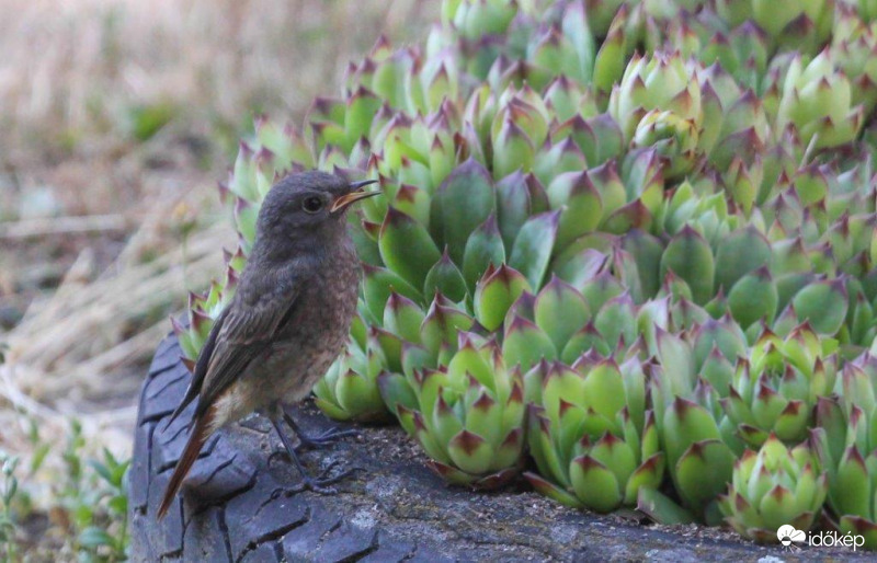 Házi rozsdafarkú (fiatal)