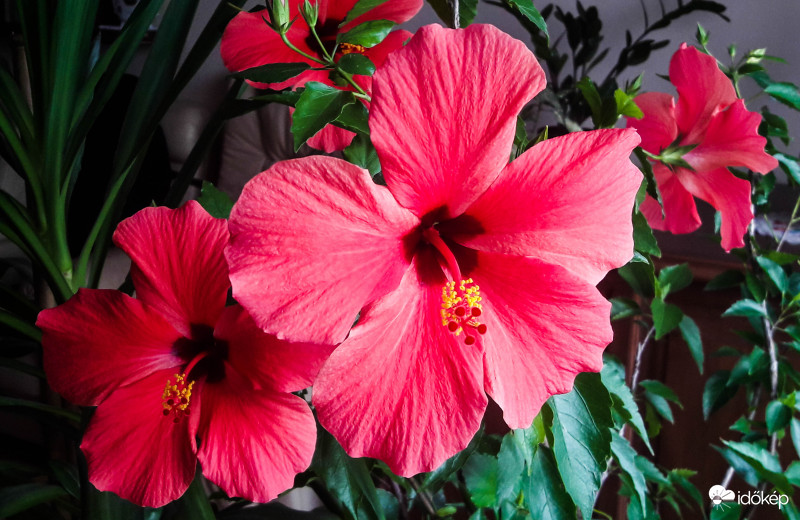 Hibiszkusz