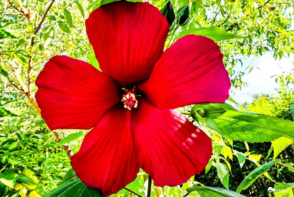 Mocsári hibiszkusz 
