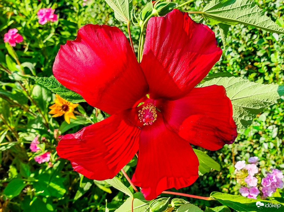 Hibiszkusz 