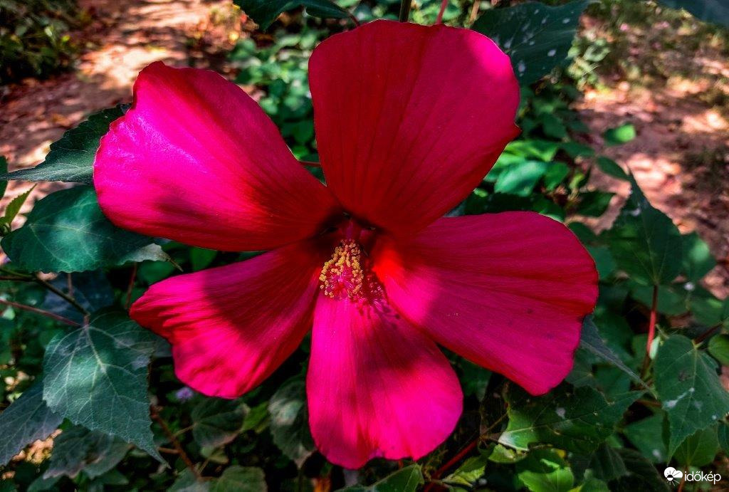 Hibiszkusz 