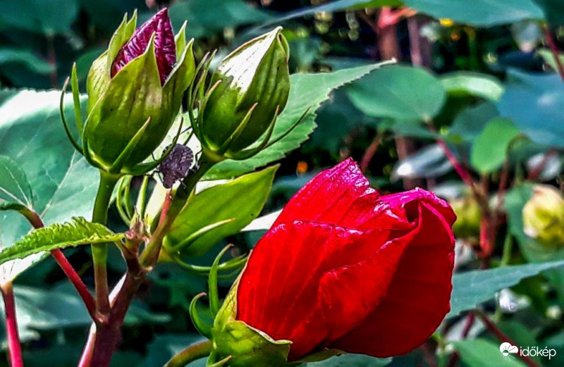 Hibiszkusz 