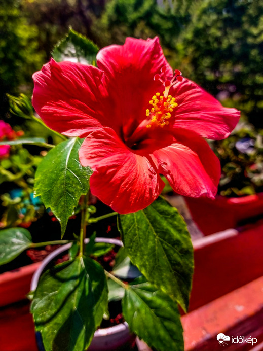 Kinyílott a Hibiszkusz 