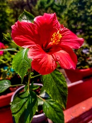 Kinyílott a Hibiszkusz 