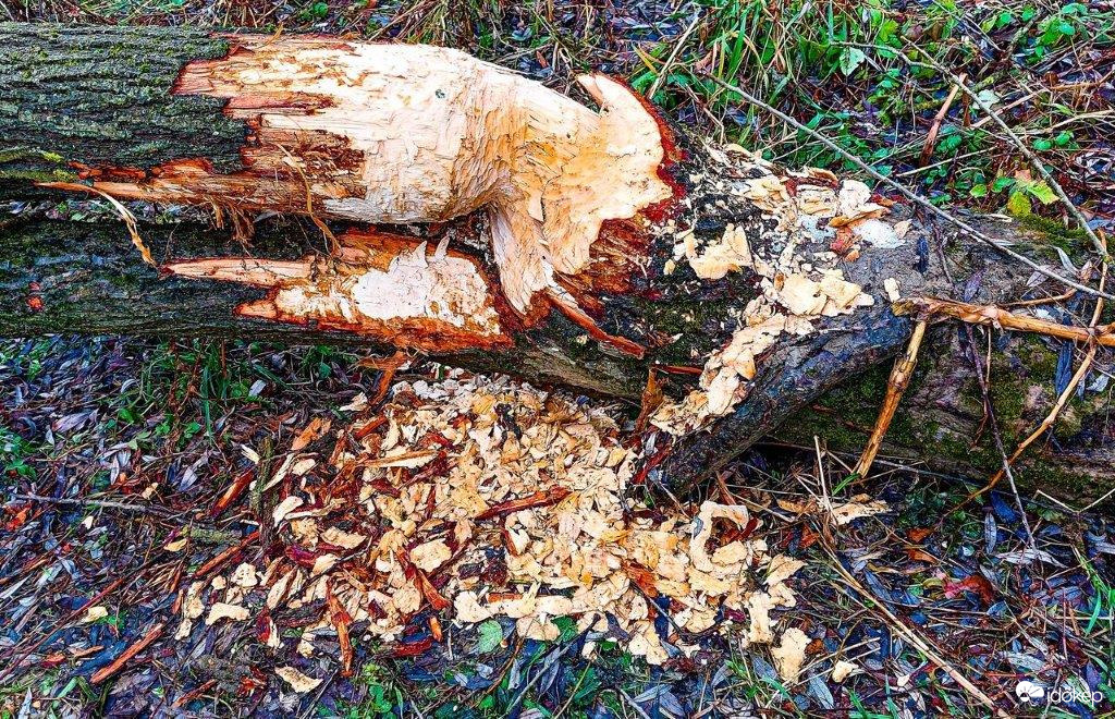 A védtelen fa és a védett Hód találkozása 