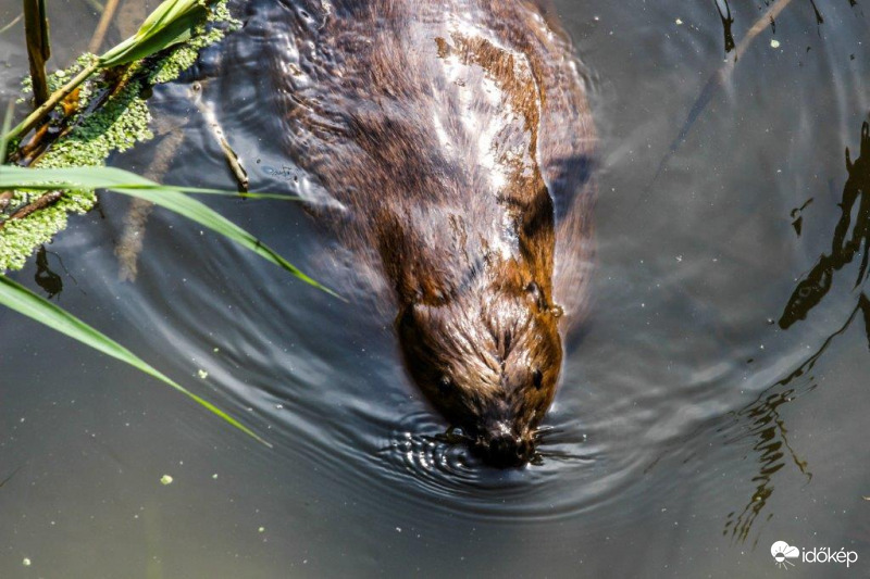 A Hódnak nincs melege 
