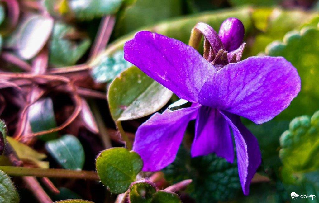 Ibolya 2022 01. 17. Körmenden 