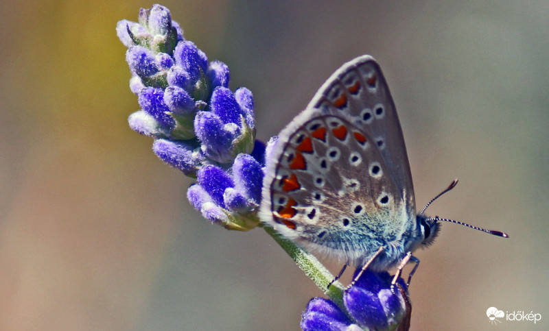 Ibolyaszin boglárka