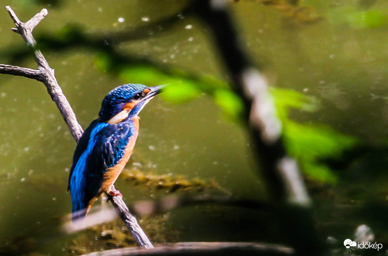 Jégmadár a reggeli napsütésben