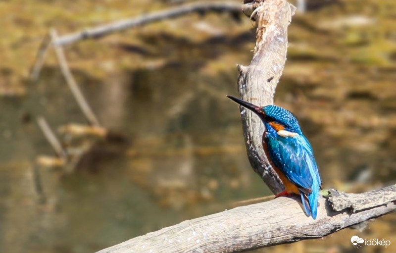 Jégmadár is megjelent 