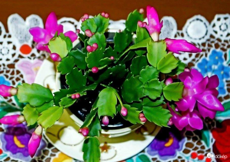 Karácsonyi kaktusz. Jól időzitett 