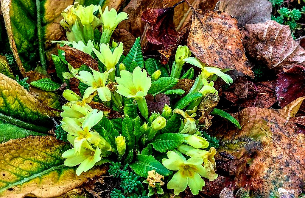 Karácsonyi Kankalin 