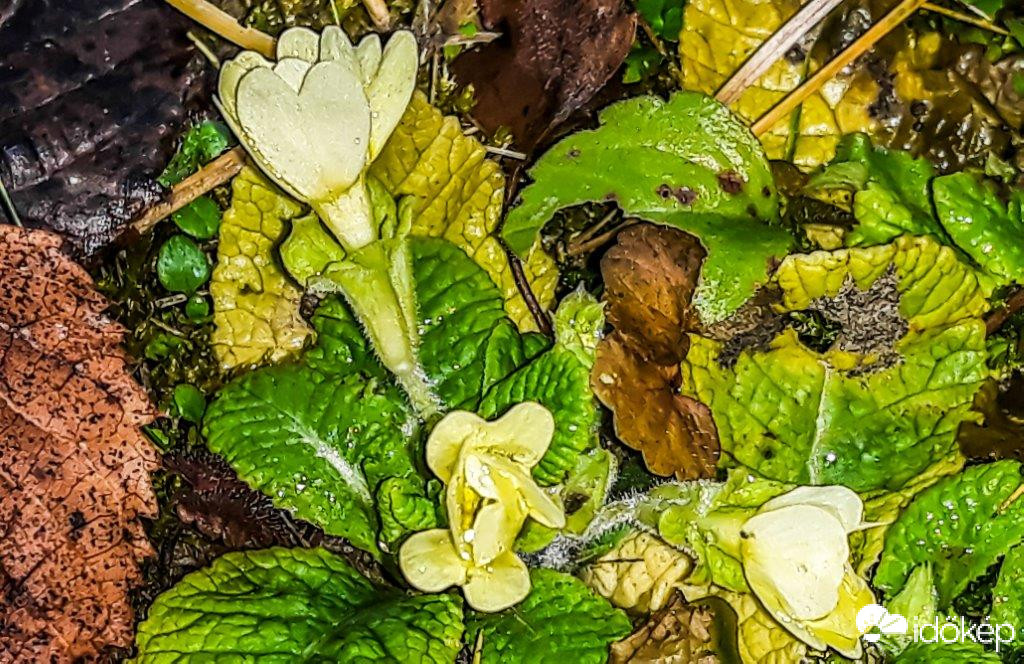 Decemberben nyílik a Tavaszi kankalin 