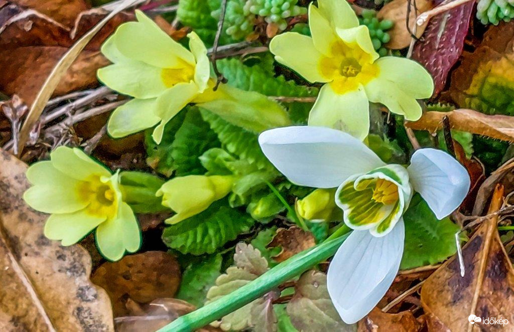 Kankalin és Hóvirág 
