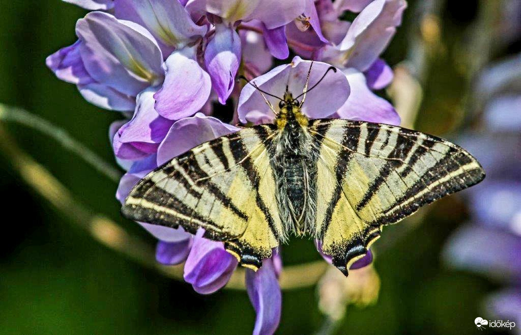 Kardoslepke kard nélkül 