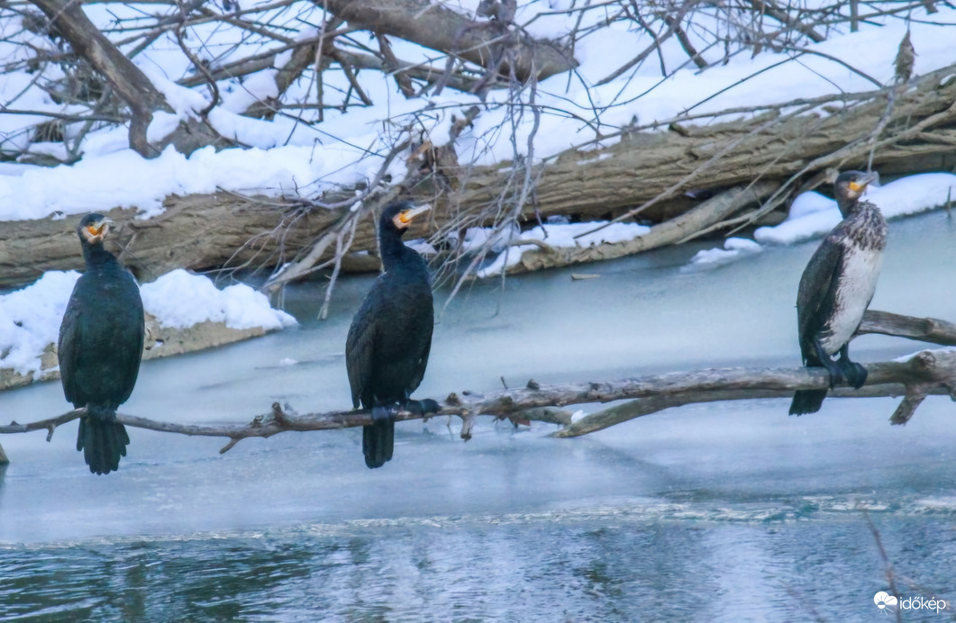 Horgász verseny. A Kormolán kupa első három helyezettje. 