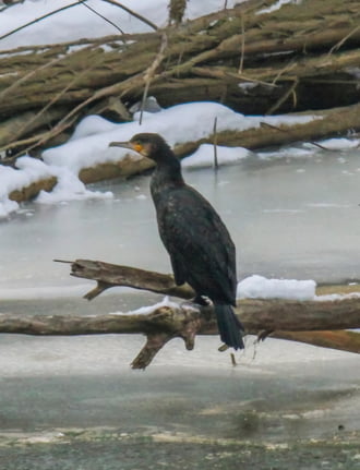 Nagy kárókatona. Halakra várva. 