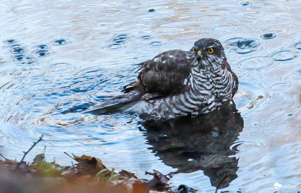 Tisztálkodás Karvaly módra 